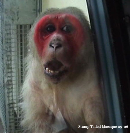 StumpTailedMacaque.jpg