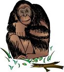 TN_chimpanzee_4.jpg