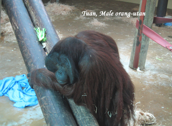 Tuan65.jpg