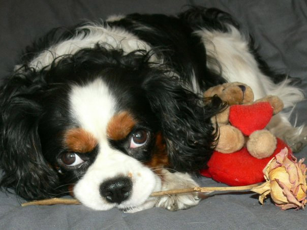ValentinesDoggie.jpg