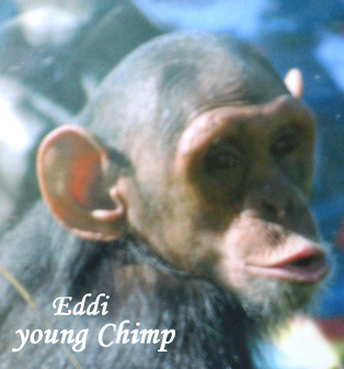 YoungChimp6.jpg