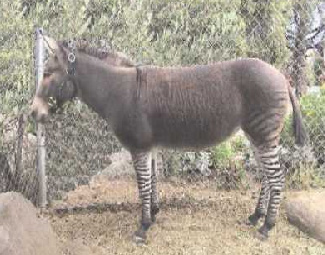 Zonkey.jpg