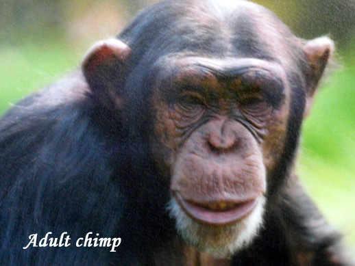 adultChimp.jpg
