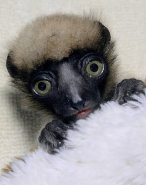 baby-RTL.jpg