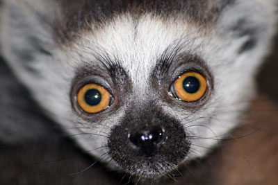 baby-lemur-face.jpg