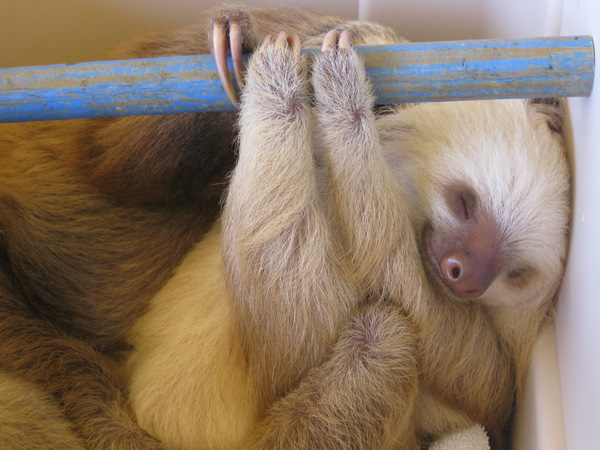 baby-sloth.jpg