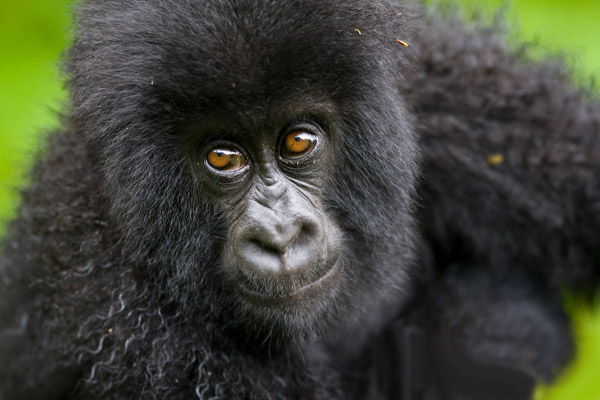 babyGorilla2.jpg