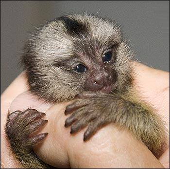 babyMarmoset.jpg