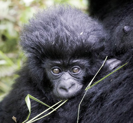 babygorilla4.jpg