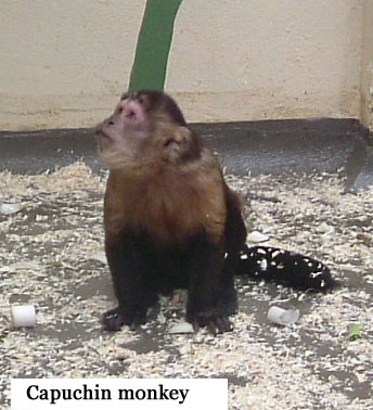 capuchinMonkey.jpg