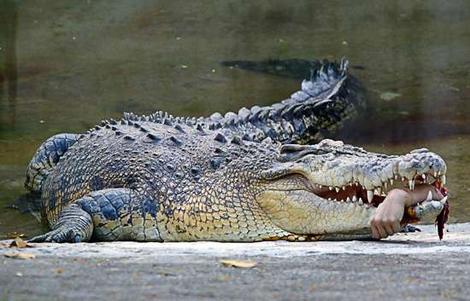 crocodilearm_wideweb__470x3010.jpg