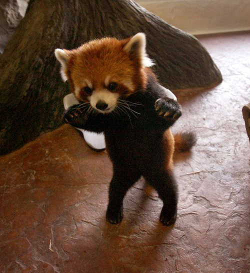 danger-baby-red-panda.jpg