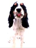 doggieLick.gif