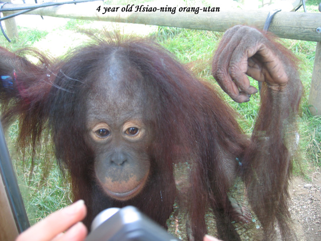 hsiiao-ning6gh.jpg