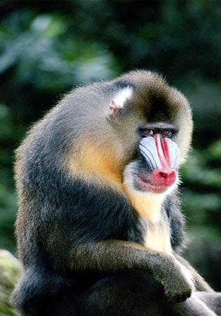 mandrill2.jpg