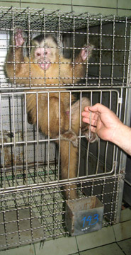 monkey360_275135a.jpg