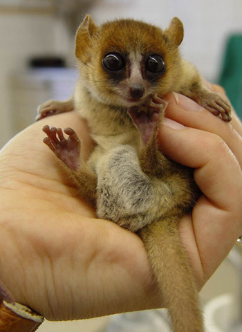 mouse_lemur.jpg