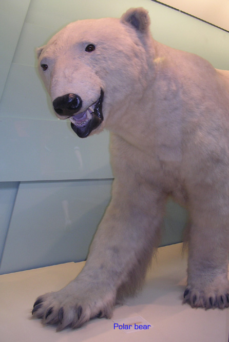 polarbear.jpg