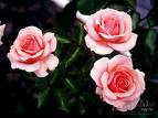 roses2.jpg