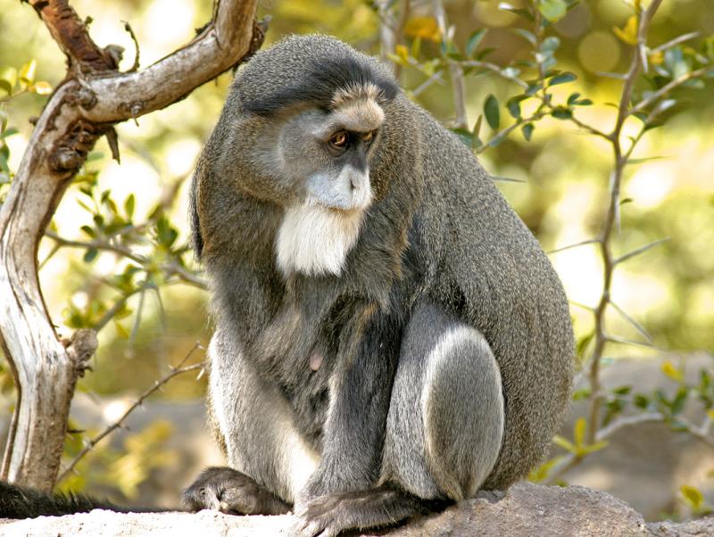 white-bearded_Monkey.jpg