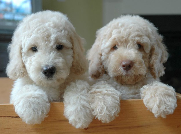 MazieandGeorge_labradoodles.jpg