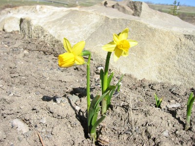 Daffodils-sized.JPG