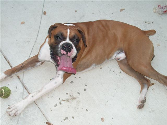 BAXTER.JPG
