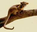 kingkajou.jpg