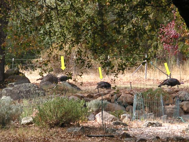 turkeys_1_Small.jpg