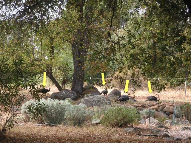 turkeys_2_Small.jpg