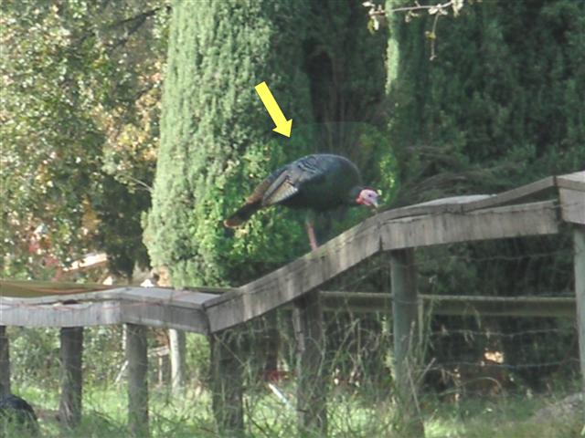 turkeys_3_Small.jpg