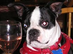 Buster-with-wine-WinCE.JPG