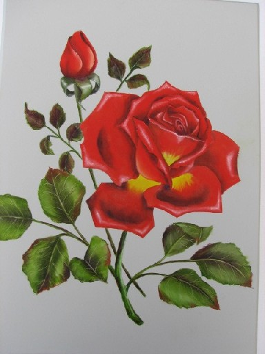 rose-1.jpg