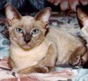 tonkinese.jpg