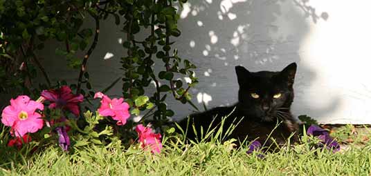 1336615722_cute-cat-15.jpg