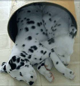 1336813818_dalmations_taking_nap.gif