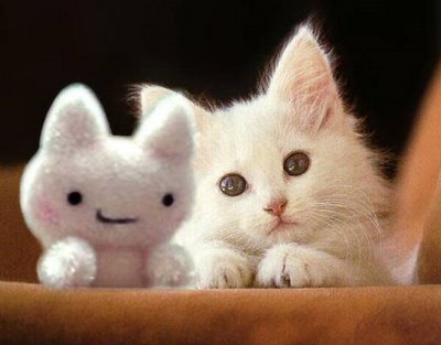 1337220364_cute-cats-23.jpg