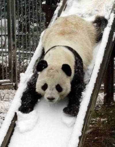 1337393691_panda-on-slide.jpg