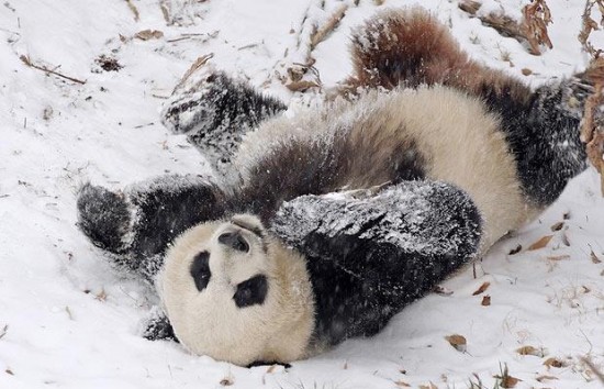 1337562408_panda-snow-rolls-550x354.jpg