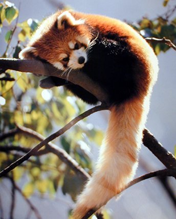 1338873199_red_panda_3.jpg