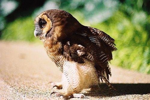 1339376349_small-cute-owl1.jpg