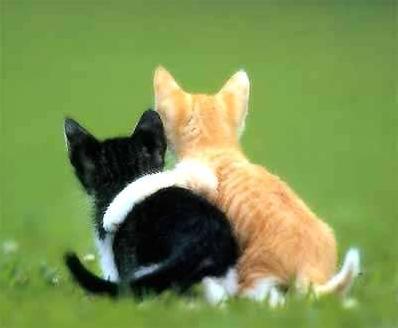 1339558246_cute_kittens-326.jpg