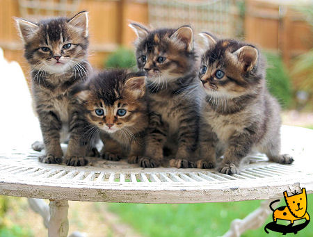 1339898930_4_kittens.jpg