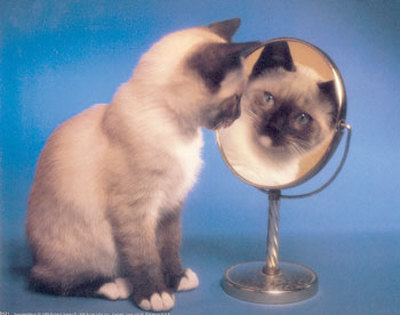 1339981775_funny-siamese-kitten.jpg