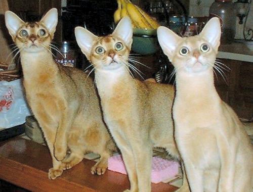 1340069822_abyssinian-3.jpg