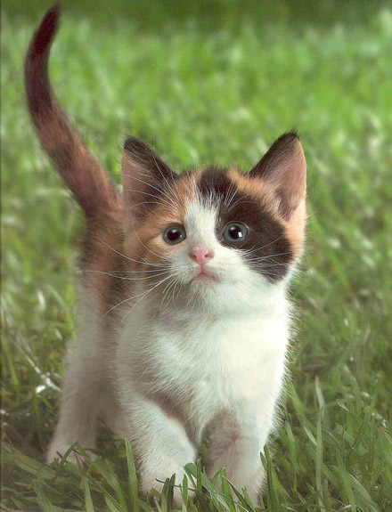 1340160959_cute_kittens023.jpg
