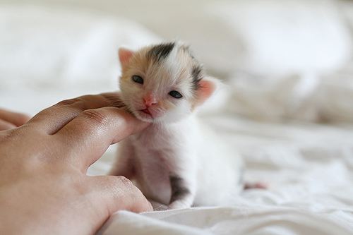 1340244054_cute-kitten-love-500-3.jpg