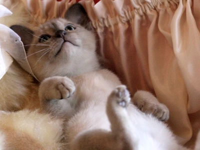 1340416091_kitten_burmese1.jpg