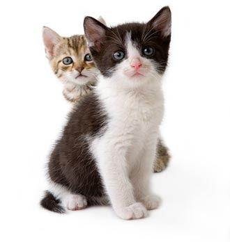 1340579447_cute-kittens2.jpg
