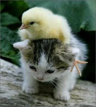 1340821323_kitten_and_chick.jpg